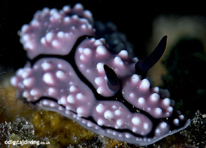 Portrait of Nudibranch (Phyllidiella pustulosa) in Dumagu... by David Henshaw 